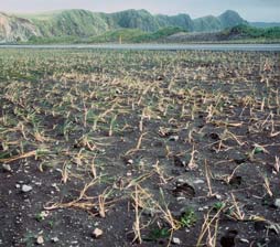 Beach wildrye sprigs on Adak Island