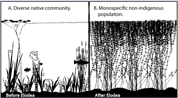 monoculture