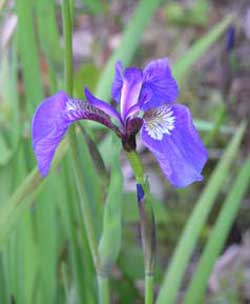 Knik Germplasm wild iris