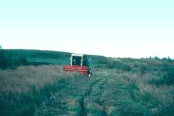 Harvesting a natural stand of bluejoint reedgrass, Calamagrostis canadensis, with a standard combine.