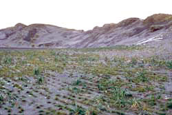 A sand quarry restoration project on Adak Island that relied on transplanted beach wildrye (Leymus mollis)