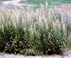 ‘Caiggluk’ Tilesius’ wormwood, Artemisia tilesii