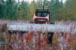 Harvesting a wild stand of fireweed with standard farm equipment.