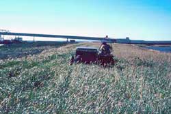 A tow-behind seed stripper being used to harvest beach wildrye seed on the Chukchi Sea coast.