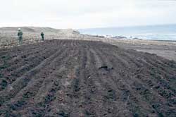 A mechanically prepared planting area ready for sprigs of beach wildrye.
