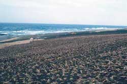The nearly completed beach wildrye transplanting project in May 1987 at Shemya.