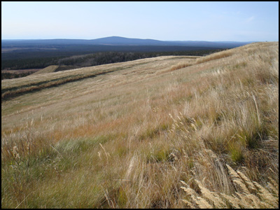 Revegetated Mine slope