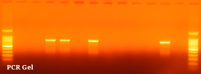 pcr