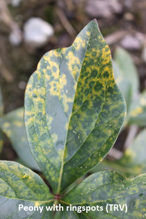 peony ringspot