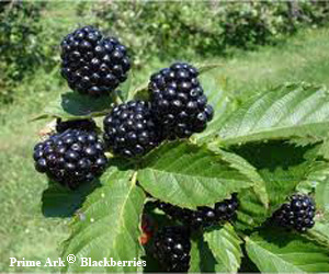 blackberry