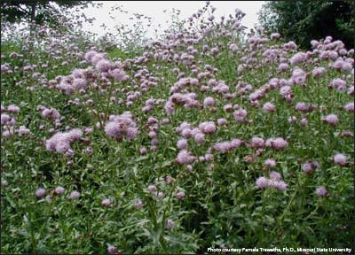 Dense stand of C. thistle