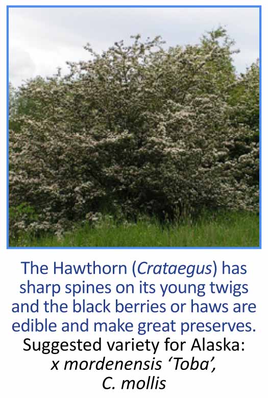 Hawthorn