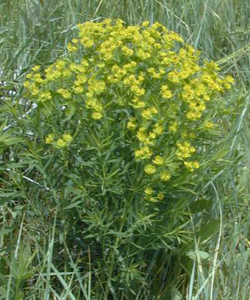 leafy spurge 1