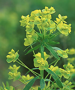 leafy spurge 2