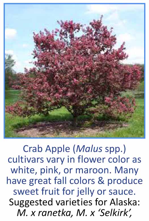 Crabapple