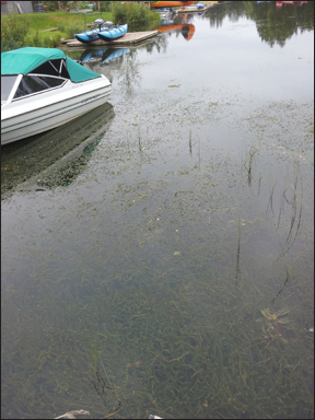 thick elodea