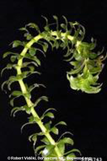 Elodea