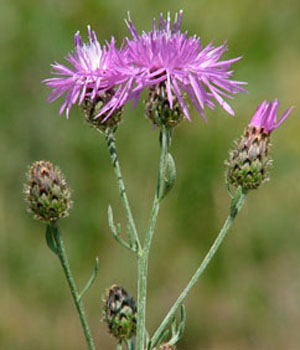 knapweed