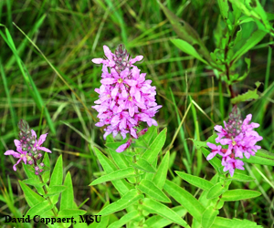 purple loosestrife