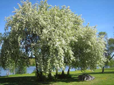 ornamental prunus