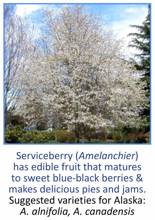 Serviceberry