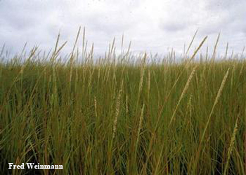 smooth cordgrass