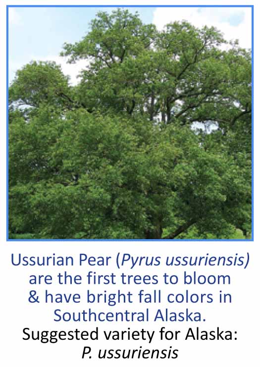 Ussurian Pear