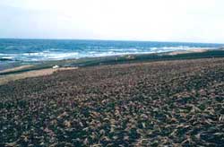 A site on Shemya Island where sand erosion was controlled with beach wildrye transplants and seeded grasses, photographed in May 1987.