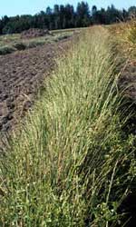 Slana Germplasm tufted wheatgrass