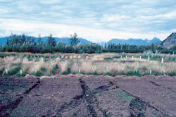 After one winter and another full growing season the 1979 plot has fewer surviving accessions.