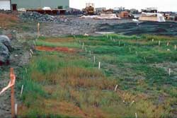An advanced evaluation plot on a mine site located in Interior Alaska.