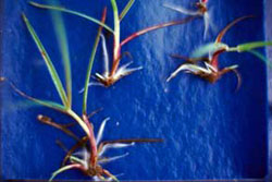 Viviplets of a viviparous arctic bluegrass plant